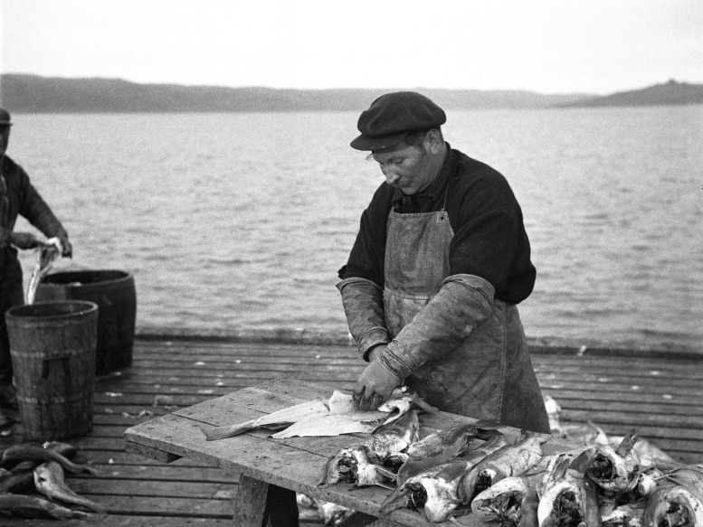 turskan perkaus