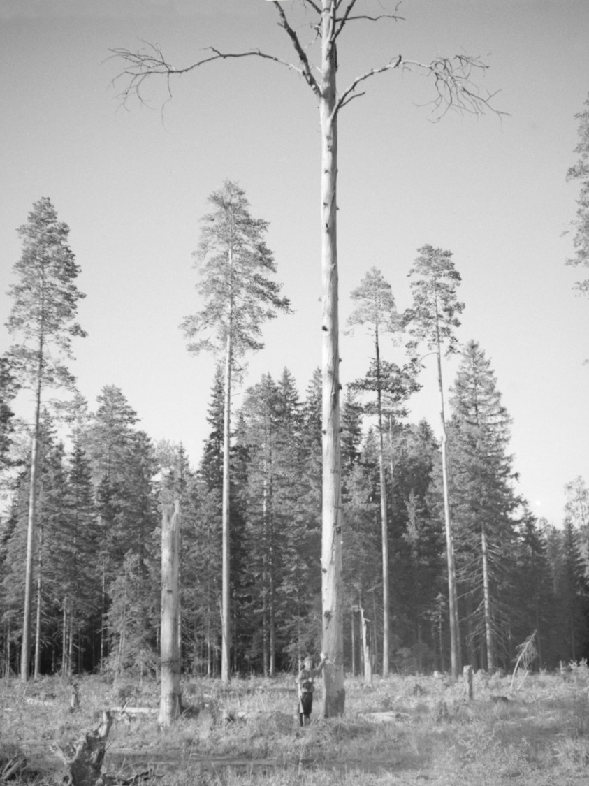 oksaton korkea puu
